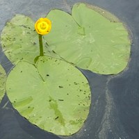 Nuphar lutea  on RikenMon's Nature.Guide