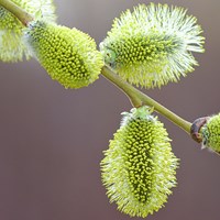 Salix viminalis su guida naturalistica di RikenMon