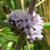 Mentha arvensis on RikenMon's Nature.Guide