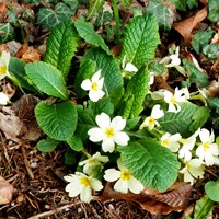 Primula vulgaris Auf RikenMons Nature.Guide