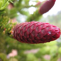 Picea Abies on RikenMon's Nature.Guide