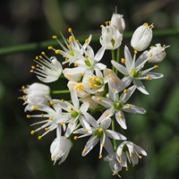Allium subvillosum Sur le Nature.Guide de RikenMon