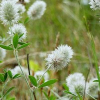 Trifolium arvense Em Nature.Guide de RikenMon