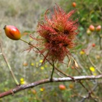 Diplolepis rosae op RikenMon's Natuurgids