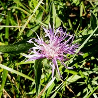 Centaurea scabiosa Sur le Nature.Guide de RikenMon