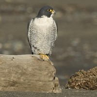 Falco peregrinus Auf RikenMons Nature.Guide