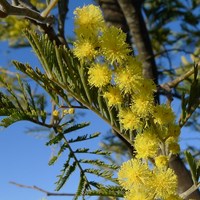Acacia dealbata Em Nature.Guide de RikenMon
