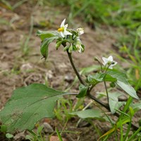 Solanum nigrum En la Guía-Naturaleza de RikenMon