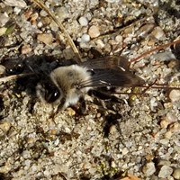 Andrena vaga Sur le Nature.Guide de RikenMon
