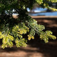 Abies Alba on RikenMon's Nature.Guide