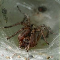 Agelena labyrinthica on RikenMon's Nature.Guide