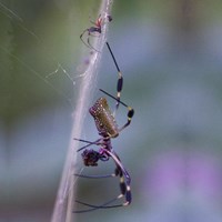 Nephila clavipes En la Guía-Naturaleza de RikenMon