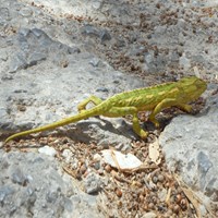 Chamaeleo chamaeleon Sur le Nature.Guide de RikenMon