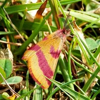 Lythria cruentaria En la Guía-Naturaleza de RikenMon