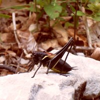 Pholidoptera aptera Auf RikenMons Nature.Guide