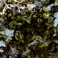 Sphagnum palustre En la Guía-Naturaleza de RikenMon