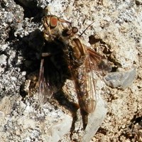 Philonicus albiceps En la Guía-Naturaleza de RikenMon