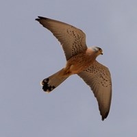 Falco naumanni Auf RikenMons Nature.Guide