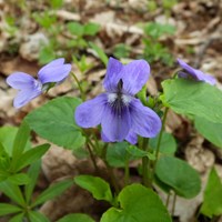 Viola reichenbachiana Sur le Nature.Guide de RikenMon