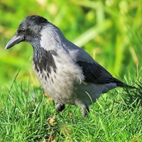 Corvus cornix Sur le Nature.Guide de RikenMon