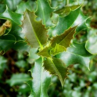 Ilex aquifolium En la Guía-Naturaleza de RikenMon