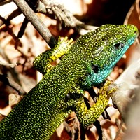 Lacerta viridis En la Guía-Naturaleza de RikenMon