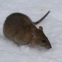 Rattus norvegicus on RikenMon's Nature.Guide