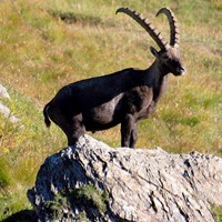 Capra ibex Em Nature.Guide de RikenMon