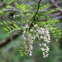 Robinia pseudoacacia Em Nature.Guide de RikenMon