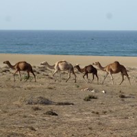 Camelus dromedarius Sur le Nature.Guide de RikenMon