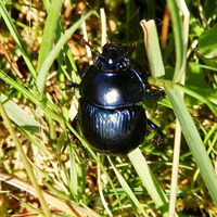 Geotrupes spiniger Auf RikenMons Nature.Guide