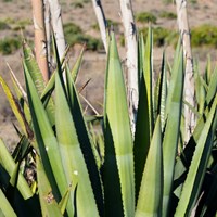 Agave americana on RikenMon's Nature.Guide