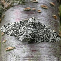 Biston betularia En la Guía-Naturaleza de RikenMon