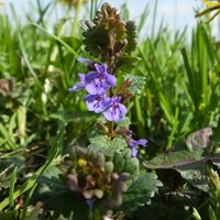 Glechoma hederacea on RikenMon's Nature.Guide