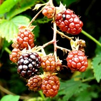 Rubus fruticosus Em Nature.Guide de RikenMon