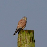 Falco tinnunculus Sur le Nature.Guide de RikenMon