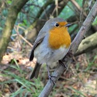 Erithacus rubecula on RikenMon's Nature.Guide