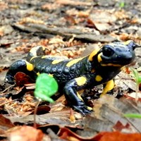 Salamandra salamandra Em Nature.Guide de RikenMon