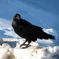 Corvus corax op RikenMon's Natuurgids