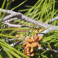 Pinus halepensis Em Nature.Guide de RikenMon