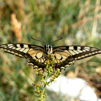 Papilio machaon Sur le Nature.Guide de RikenMon