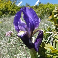 Iris germanica Sur le Nature.Guide de RikenMon