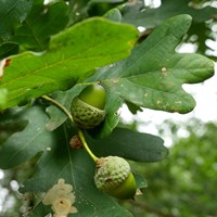 Quercus robur En la Guía-Naturaleza de RikenMon