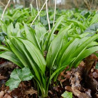 Allium ursinum En la Guía-Naturaleza de RikenMon