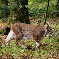 Lynx lynx Sur le Nature.Guide de RikenMon