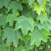 Acer pseudoplatanus Sur le Nature.Guide de RikenMon