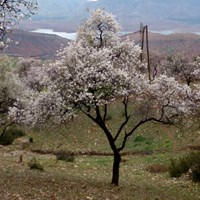 Prunus dulcis  on RikenMon's Nature.Guide