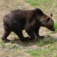 Ursus arctos Sur le Nature.Guide de RikenMon