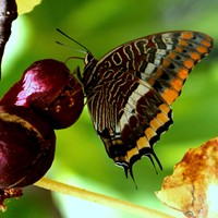 Charaxes jasius on RikenMon's Nature.Guide