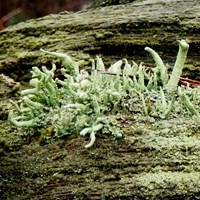 Cladonia coniocraea Em Nature.Guide de RikenMon
